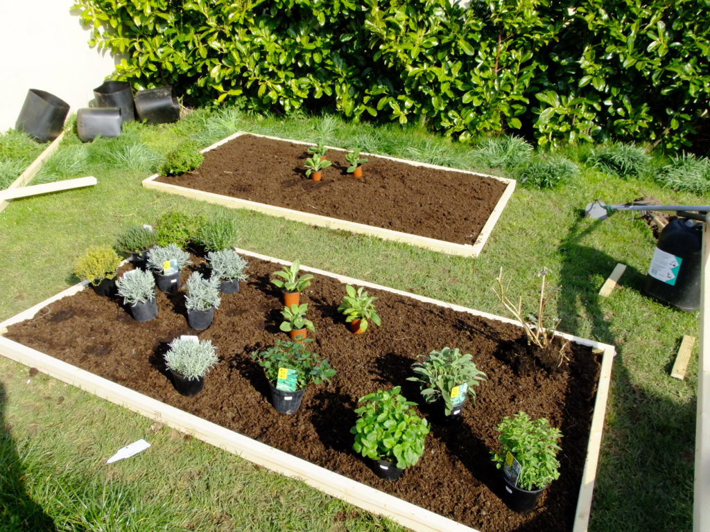 plants & herbs for planting in beds