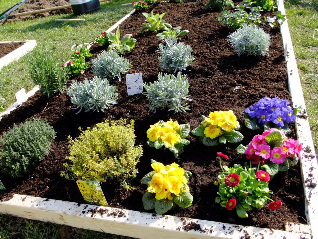 primulas and bellis in bed with herbs