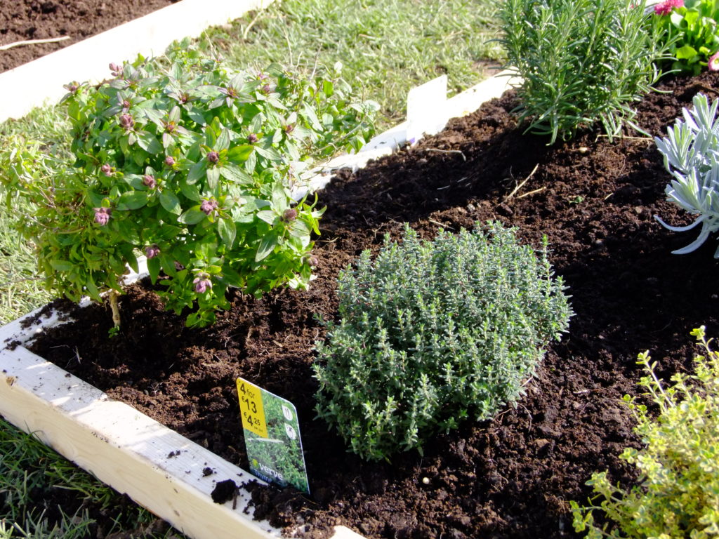 snapdragons with thyme