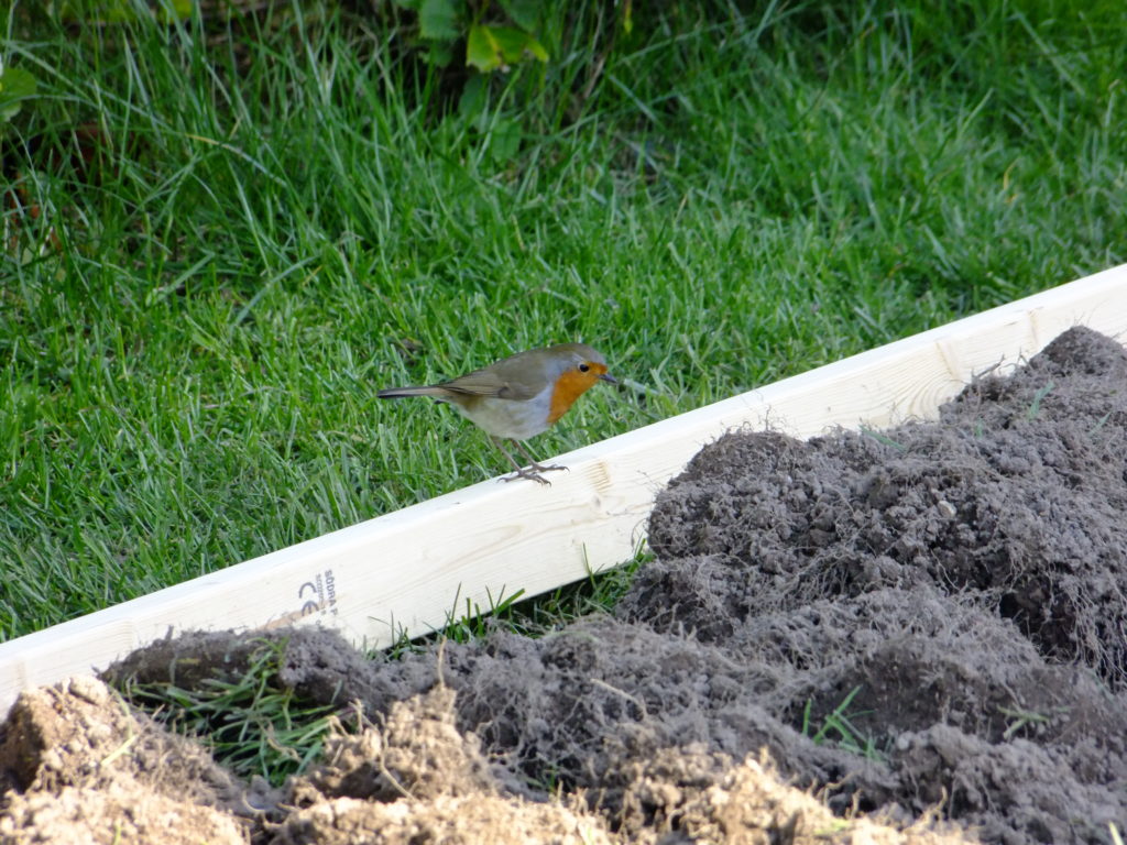 robin on raised bed