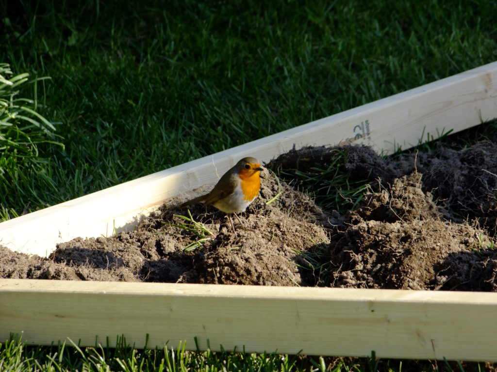 robin on soil