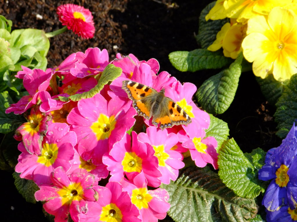 small tortoiseshell butterfly