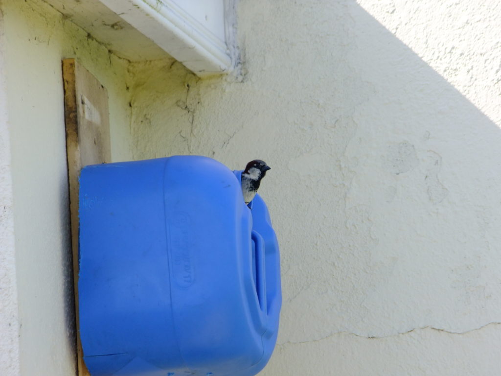 male house sparrow