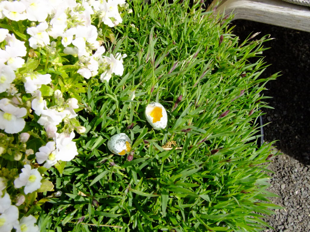 house sparrow eggs