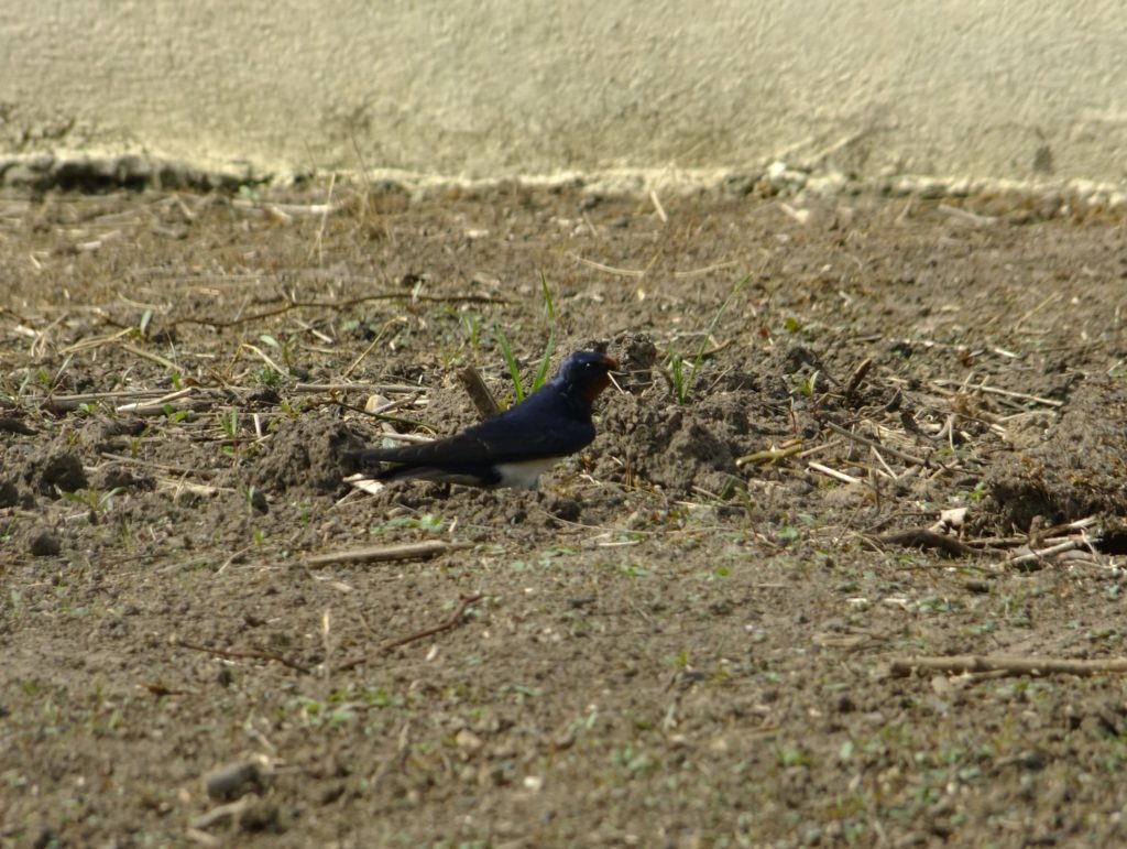 swallow collecting dried grass