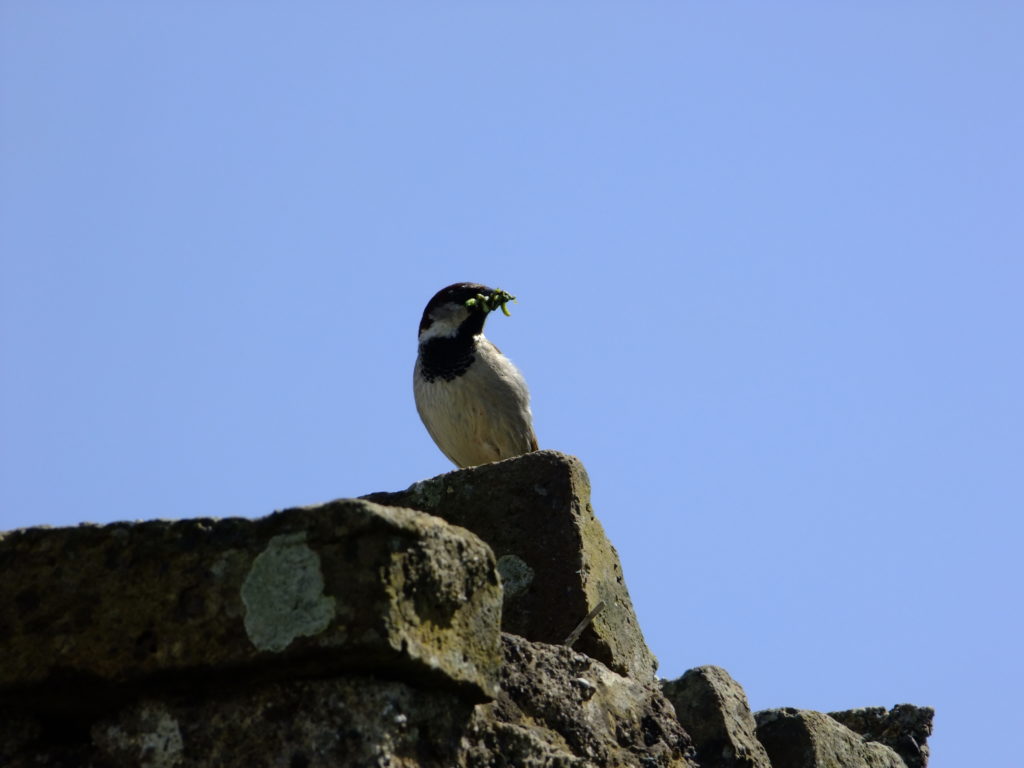 house sparrow with grubs