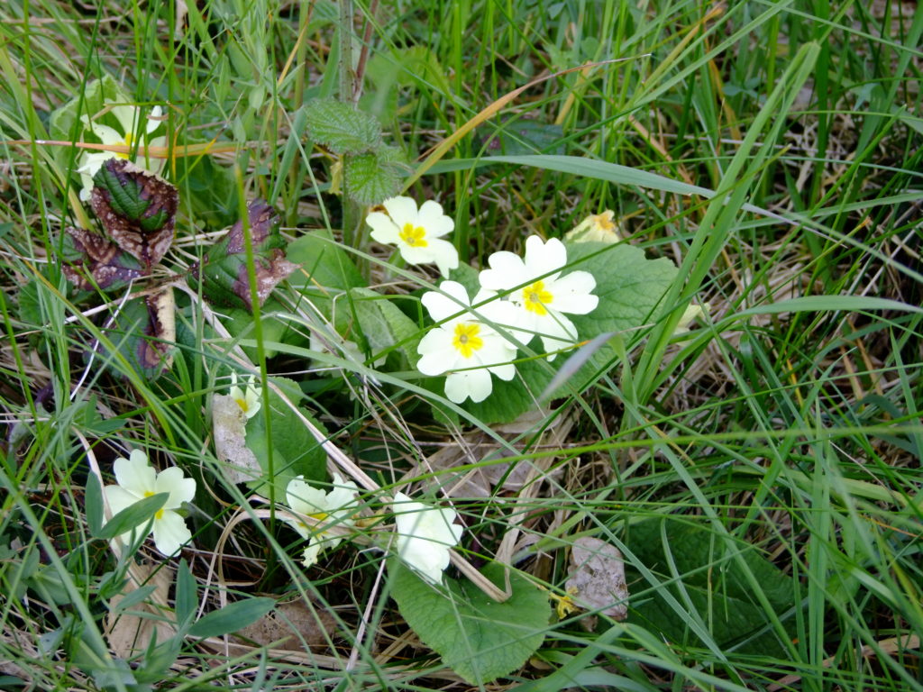 wild primroses