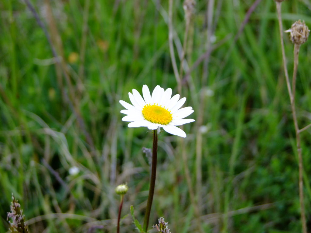 oxeye daisy