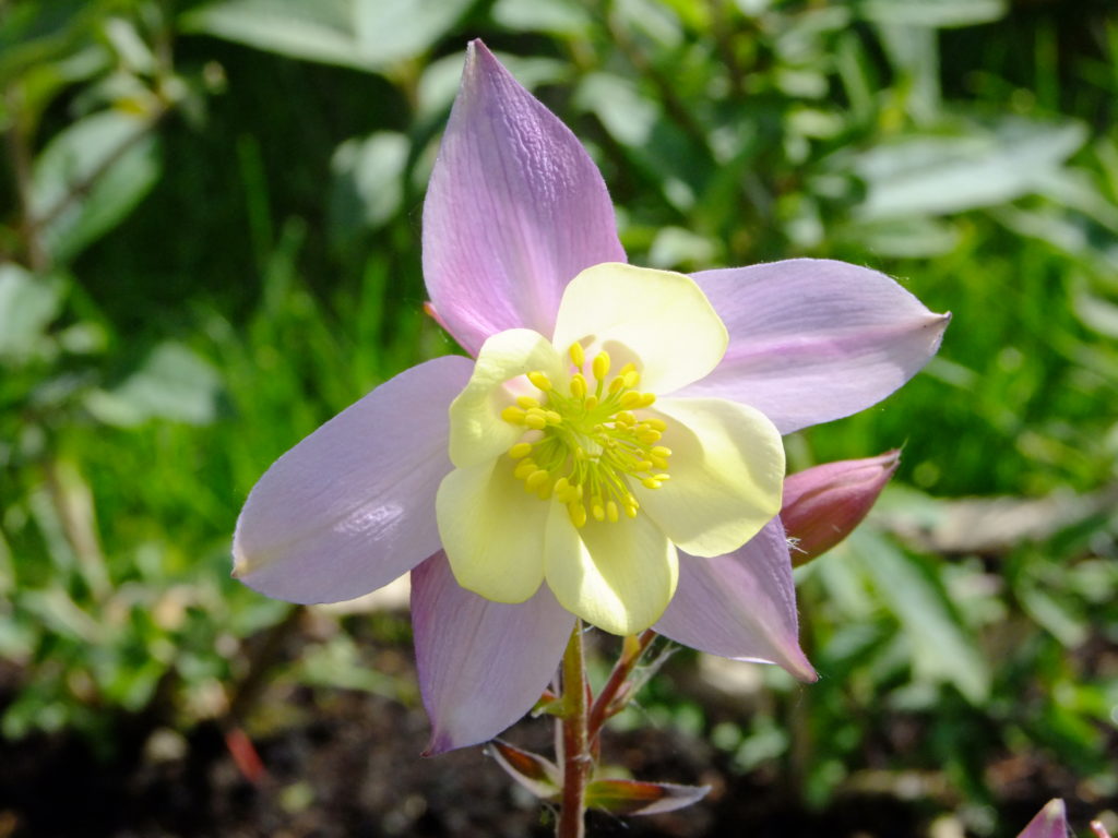 Aquilegia