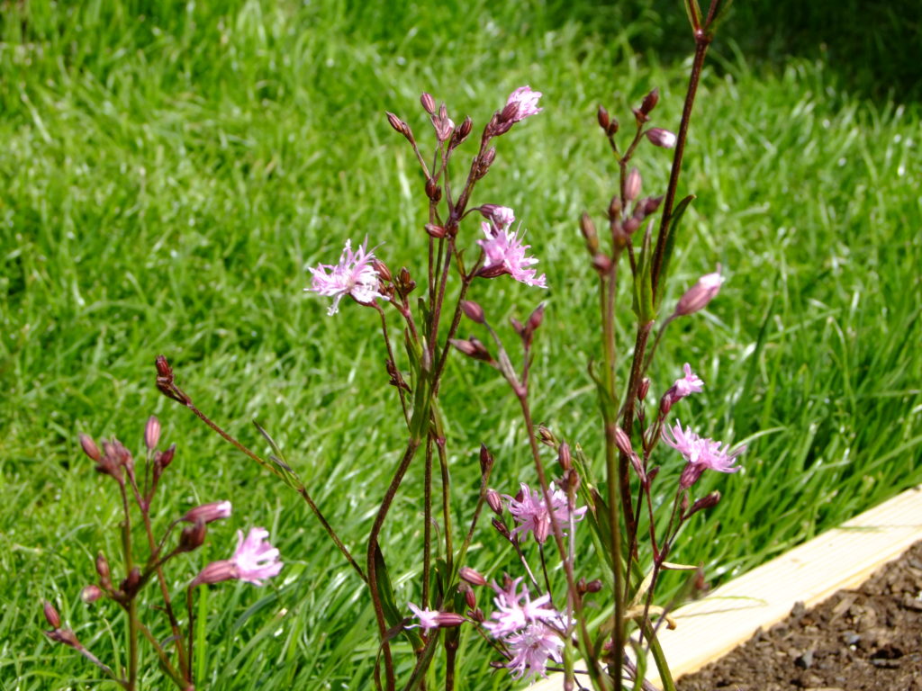 ragged robin flowers