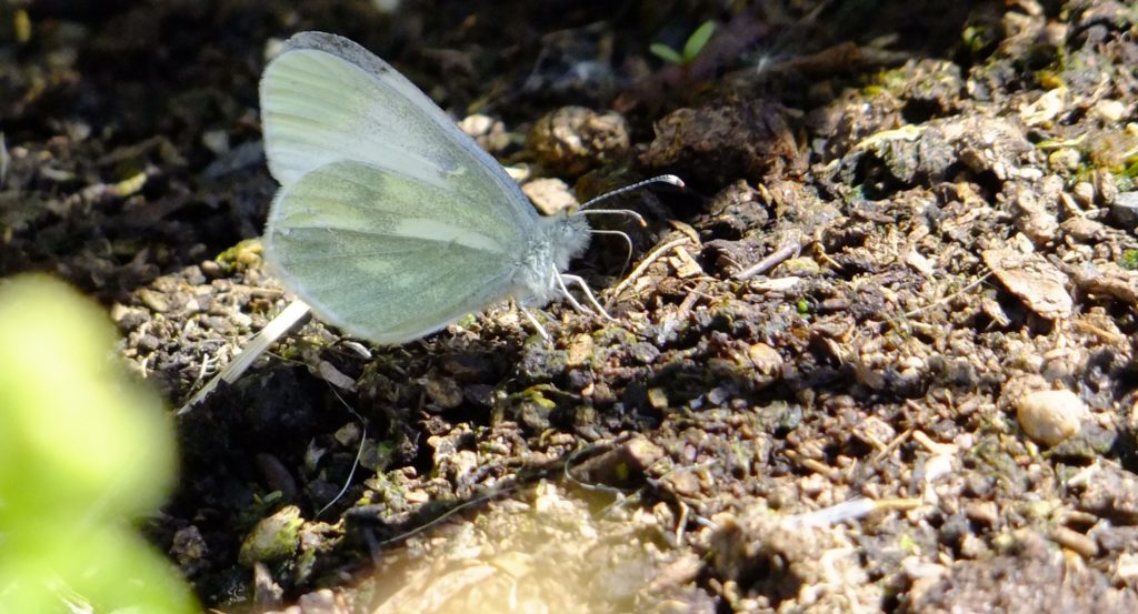 wood white butterfly