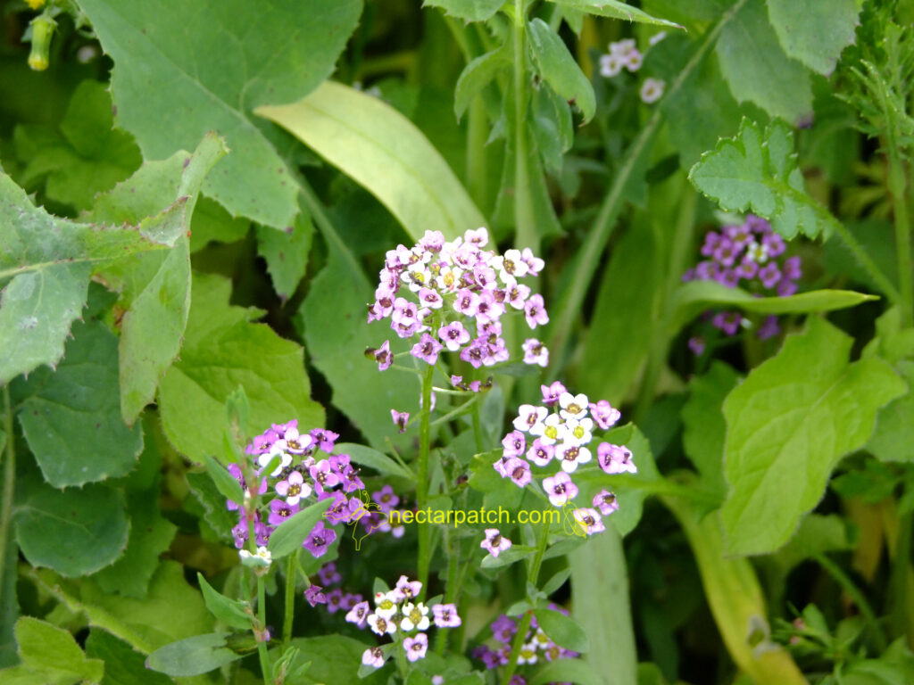 sweet alyssum