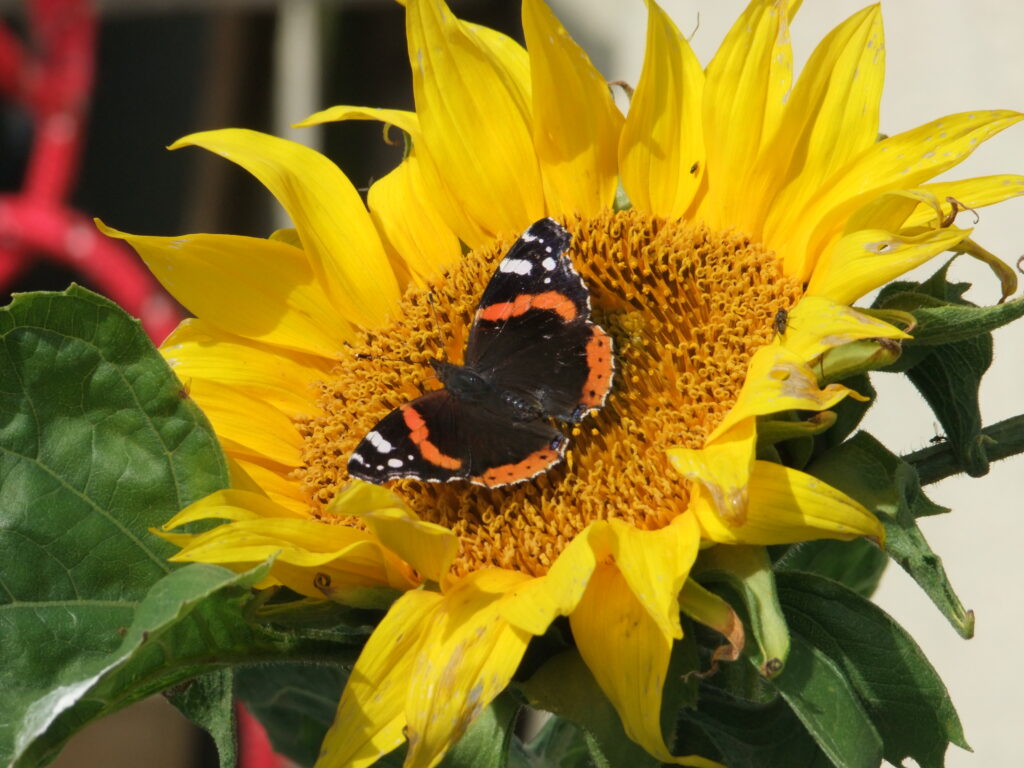 red admiral butterfly on sunflower