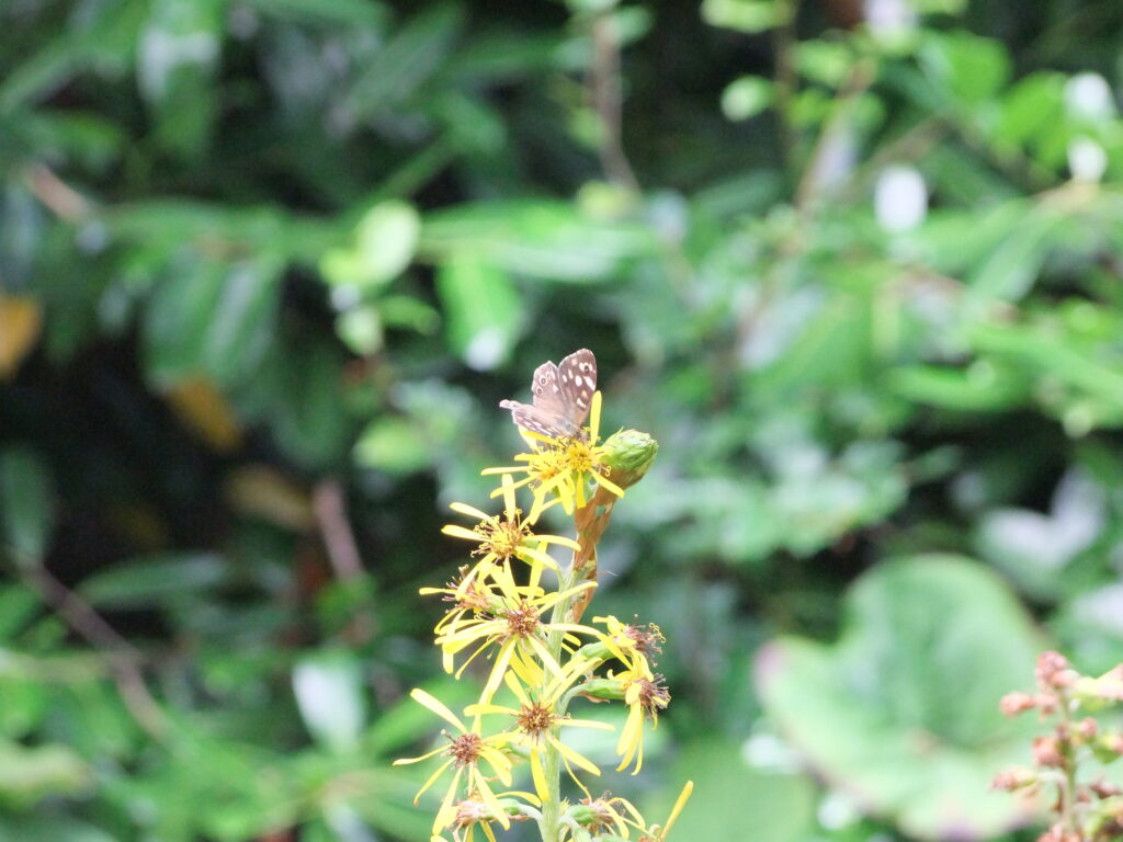 Speckled Wood butterfly