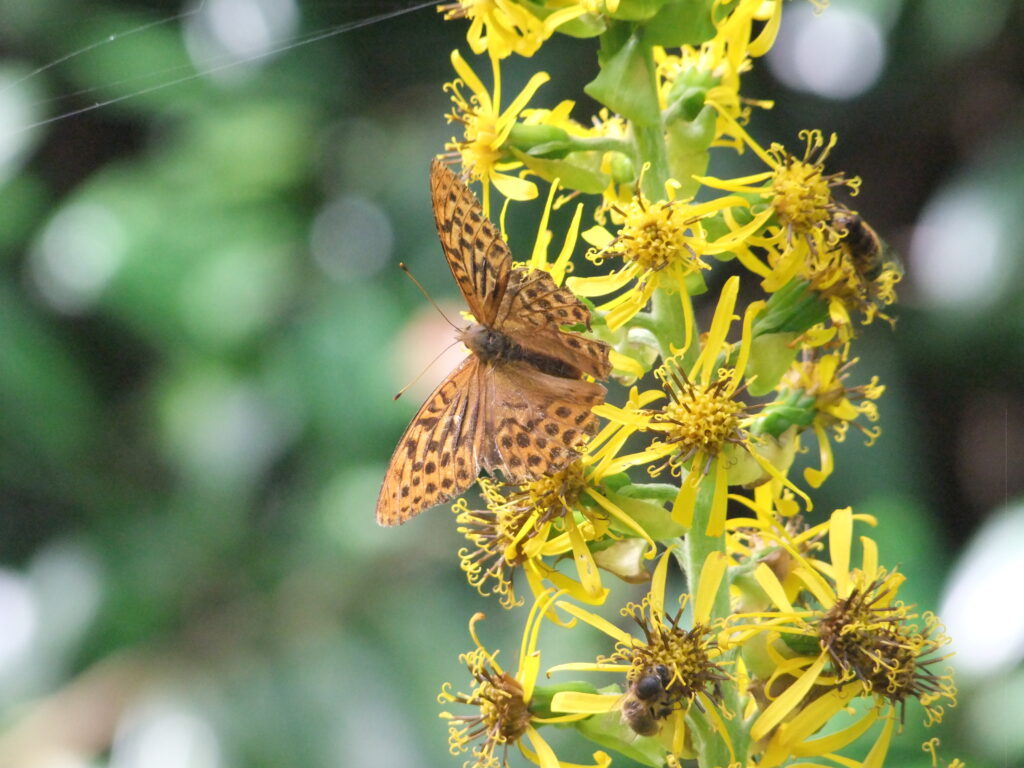 Silver-washed Fritillary butterfly