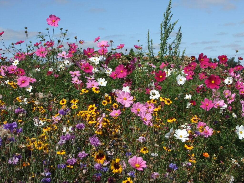 wildflower patch