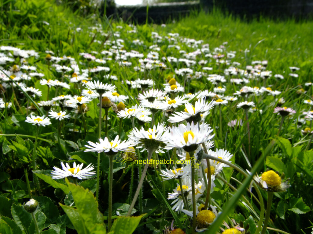 daisies