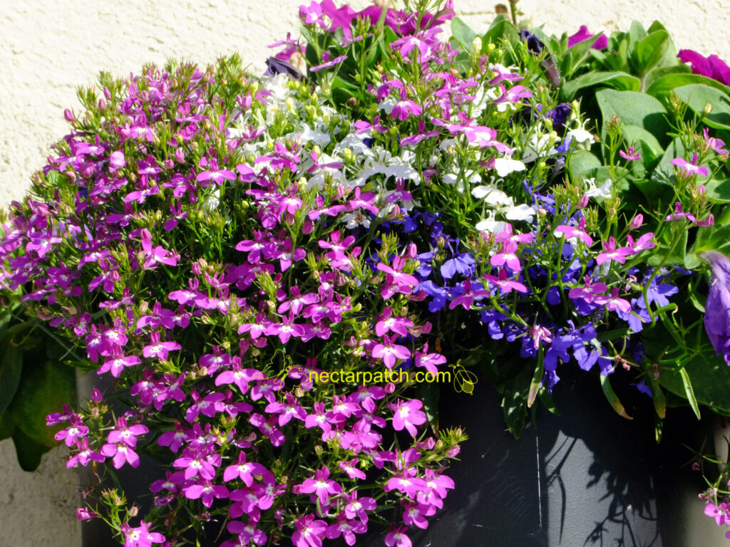 pots of lobelia