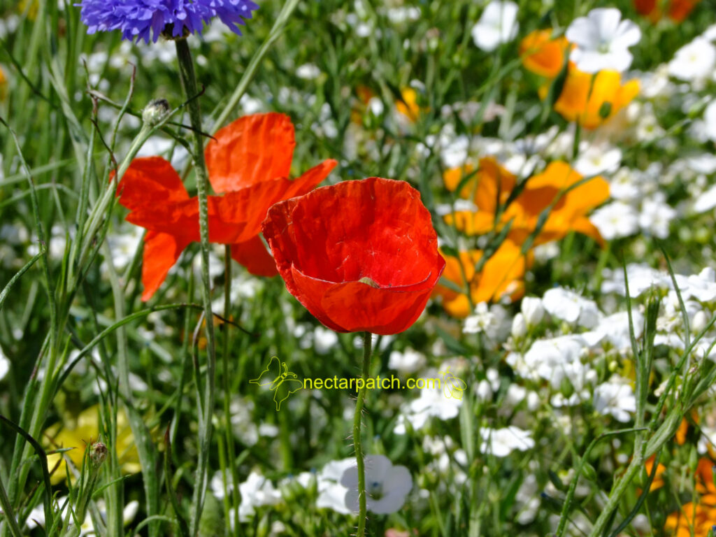 field poppy