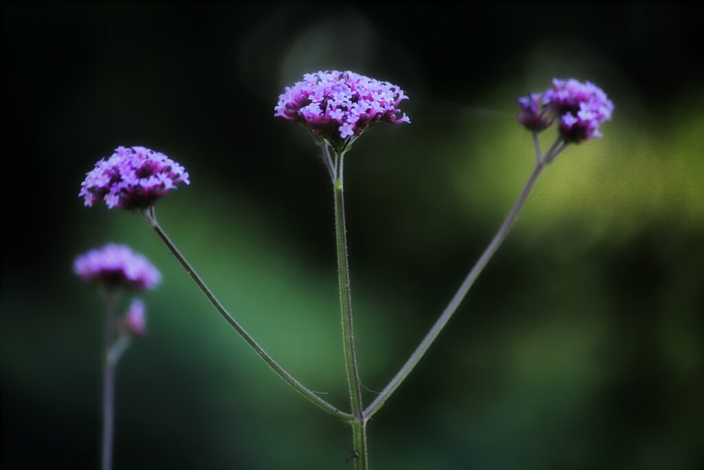 verbena