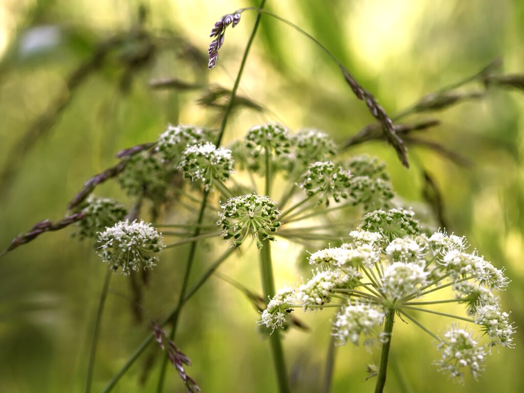 angelica