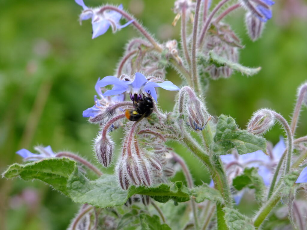 borage