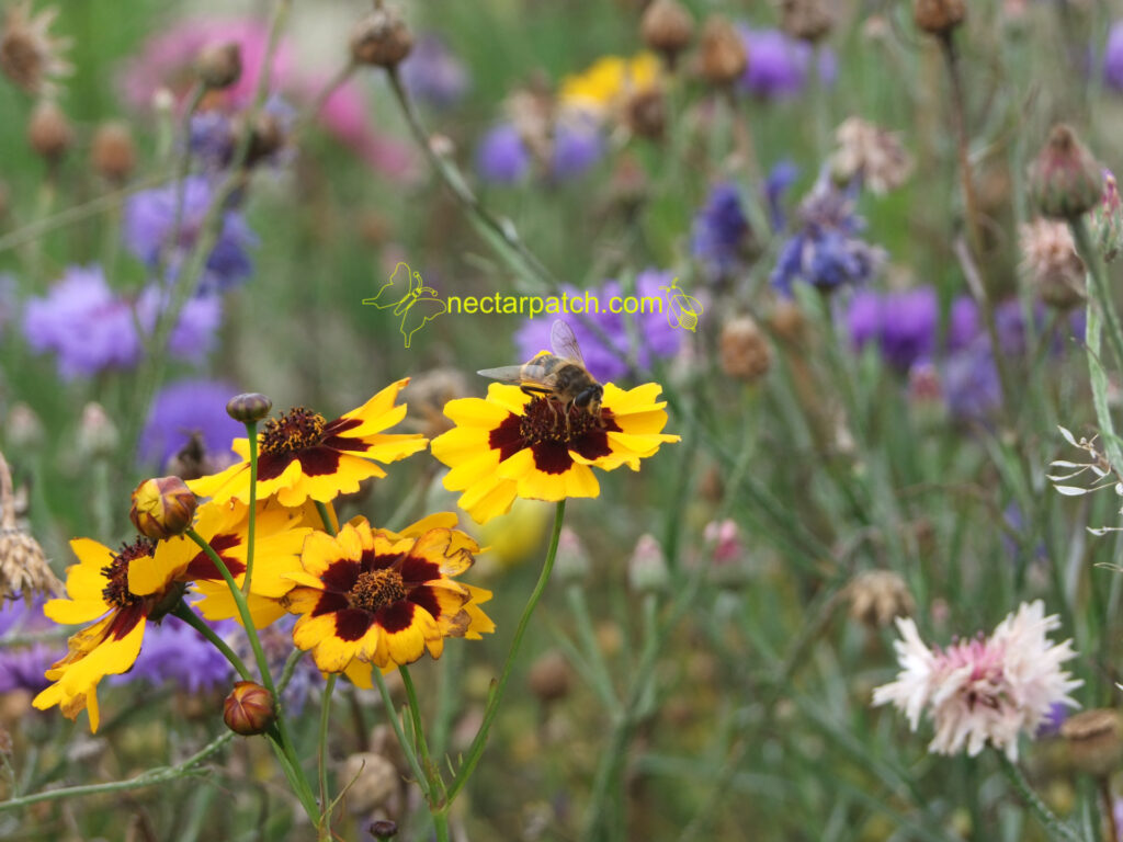 bee on cosmidium