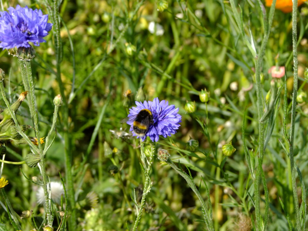 bee on a cornflower