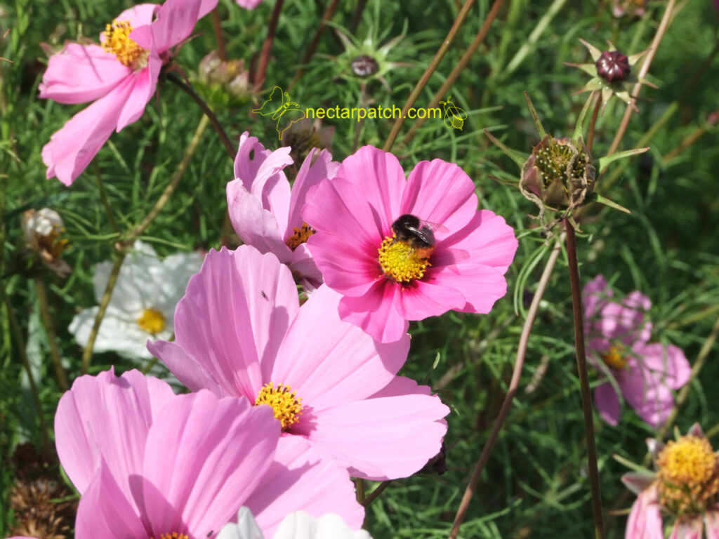 bee on cosmos flower