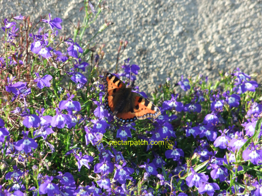 butterfly on lobelia