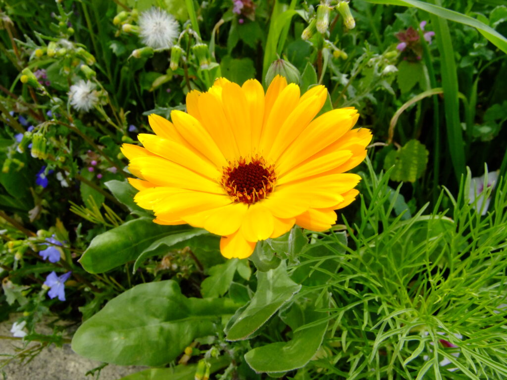 calendula flower