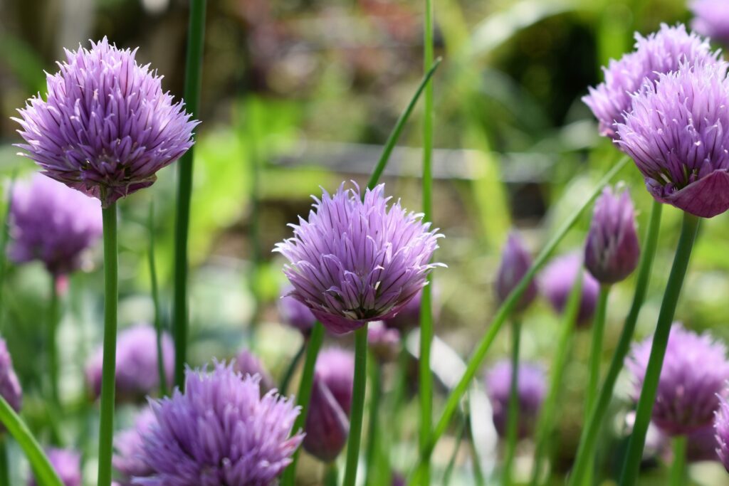 chives