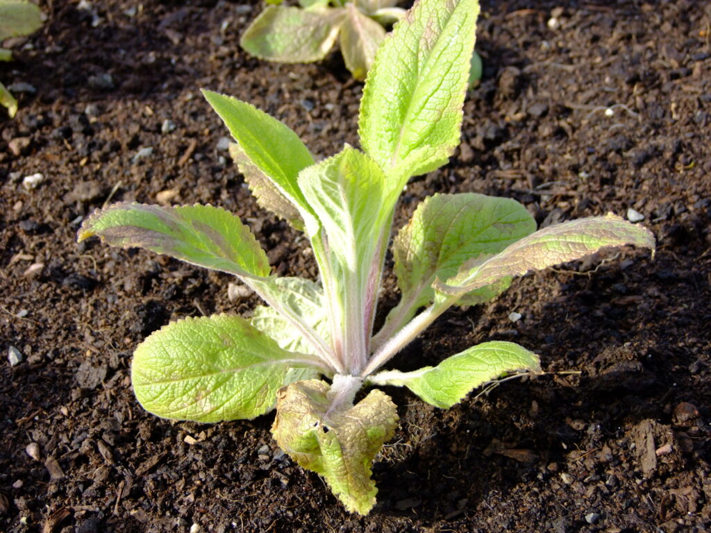 foxglove digitalis