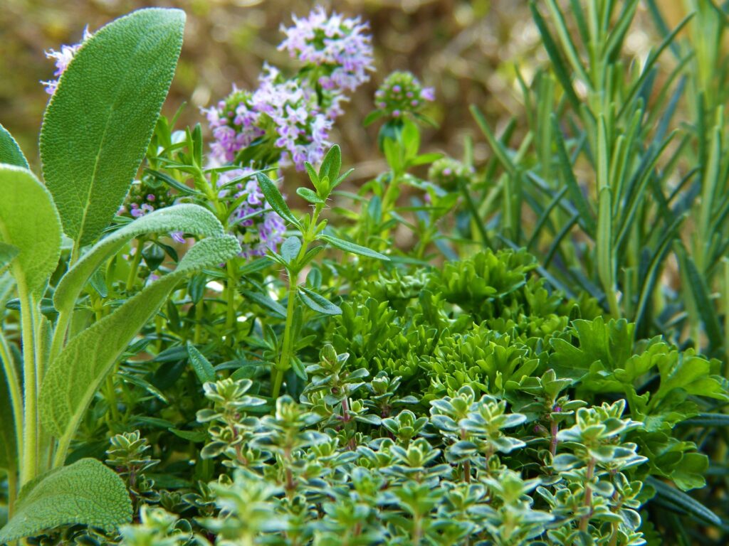 container of herbs