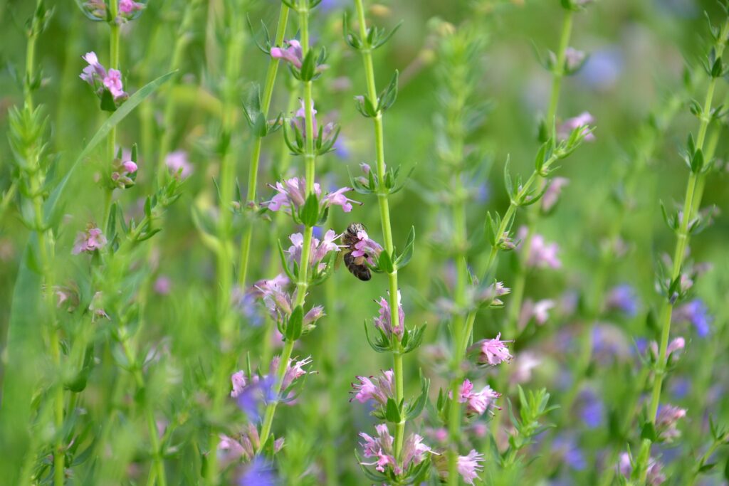 hyssop