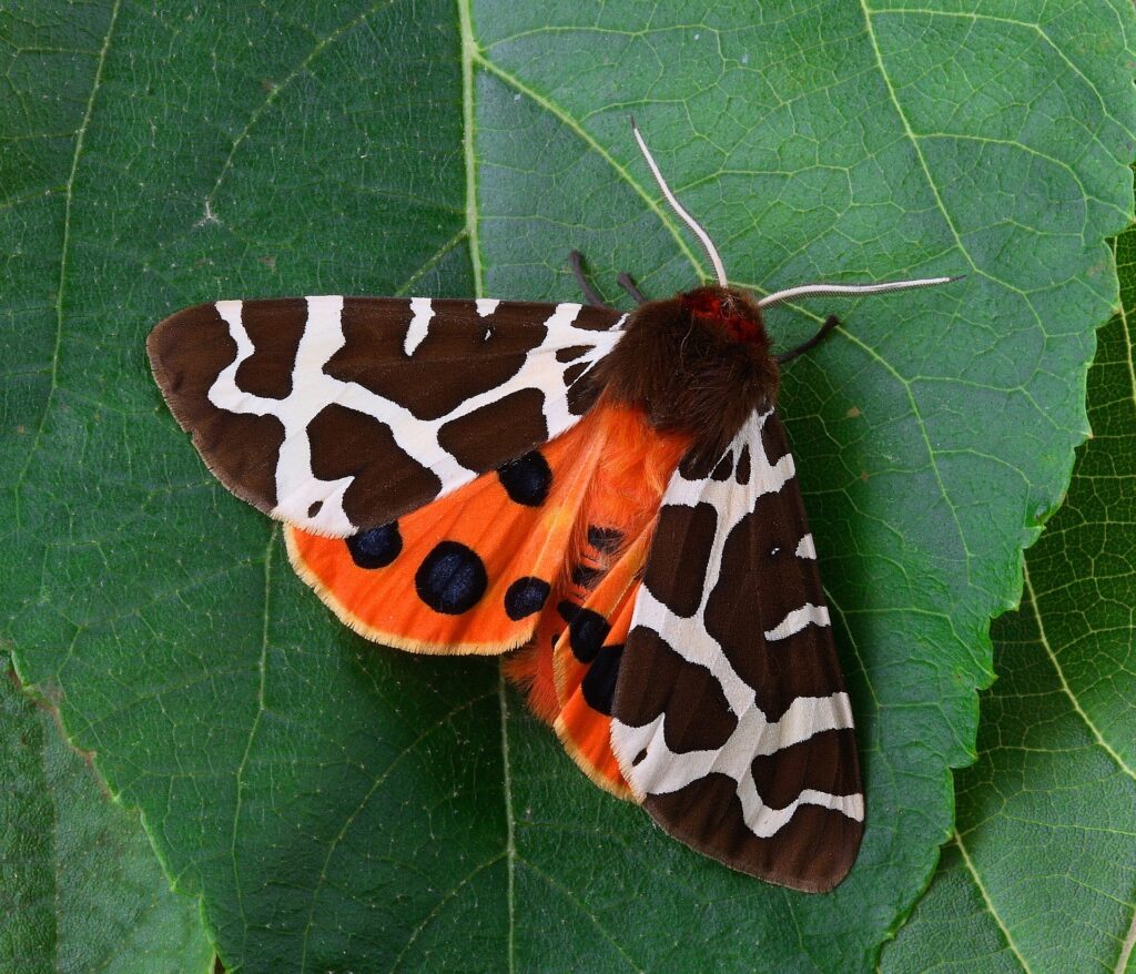 Tiger moth