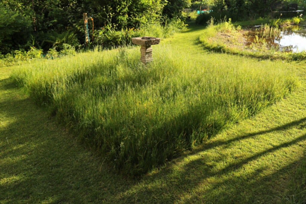 Area of un-mowed grass on a lawn