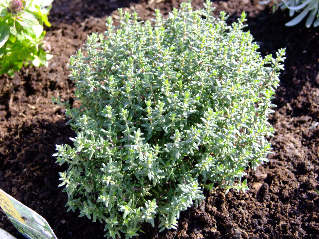 thyme